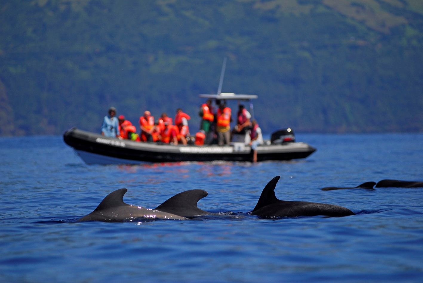 Dolfijnen spotten vanuit Faial is een hoogtepunt tijdens je Azoren rondreis