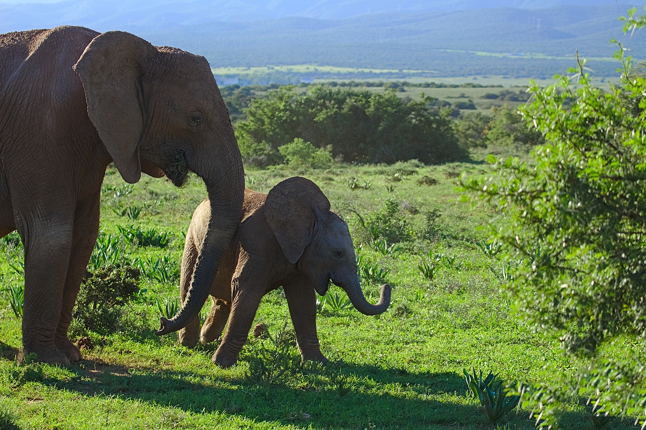 Een olifant met haar jong in het Addo National Park