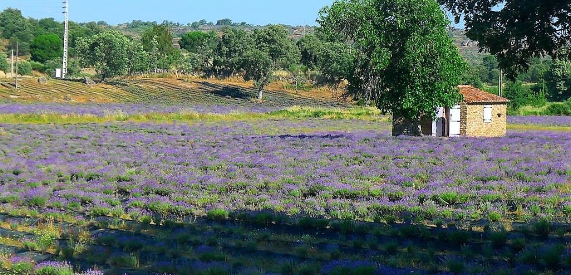 Quinta das Lavandas lavendelvelden blauw blauw