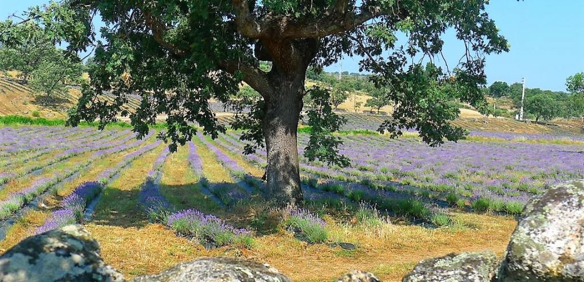 Quinta das Lavandas lavendelvelden met grote boom