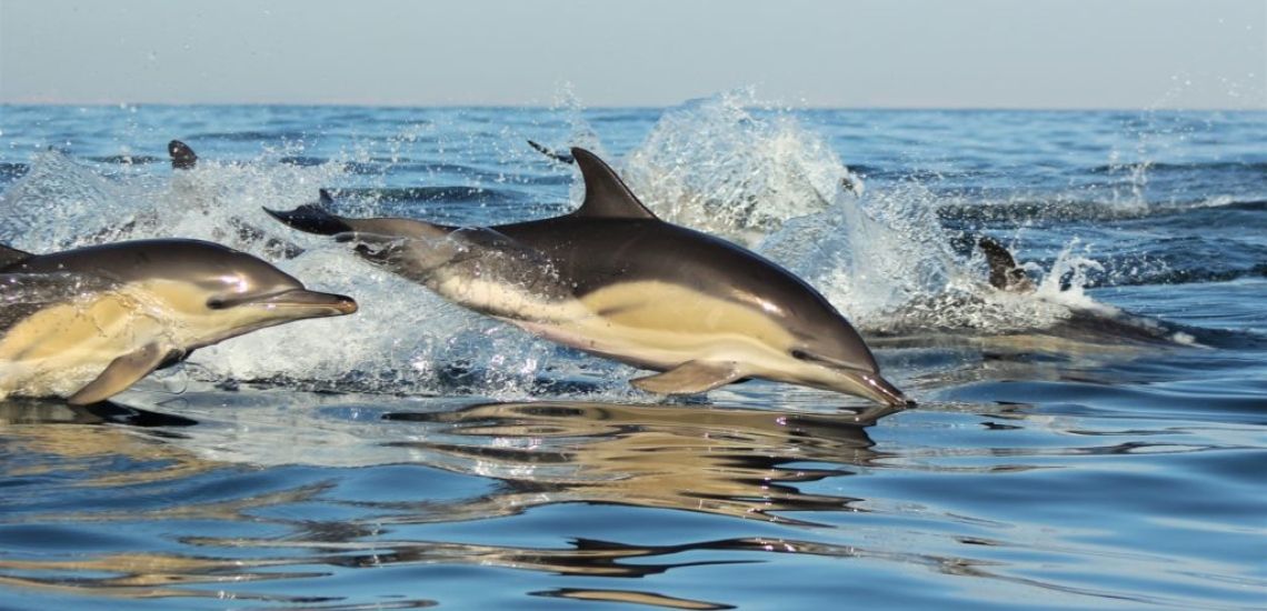 Dolfijnen spotten Sagres