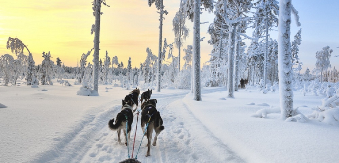 Door de husky's door winters Lapland worden voortgetrokken, een bijzondere ervaring