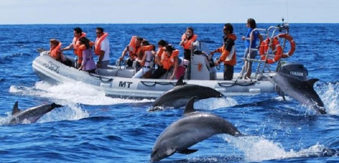 De dolfijnen safari op de Azoren is spektakel
