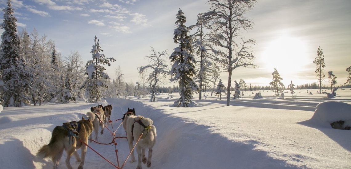 Achter de husky's aan door winters Lapland