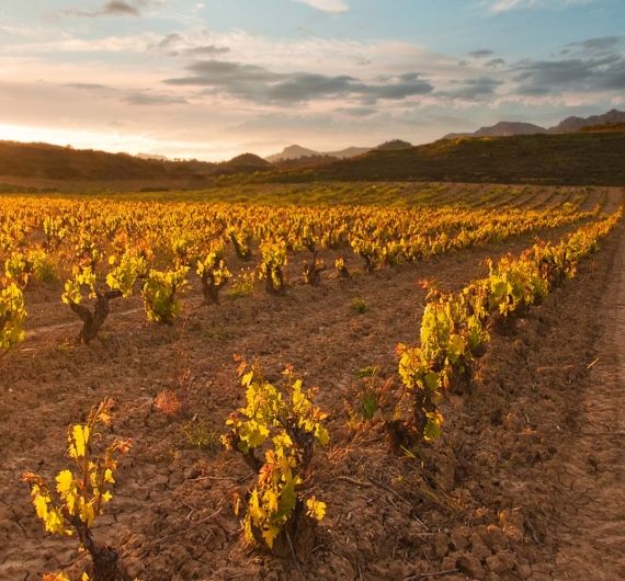 Op deze Spanje rondreis ga je heerlijke wijnen proeven in de Rioja