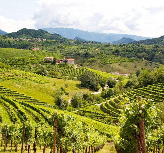 Op je rondreis door Italië moet je natuurlijk wijn proeven in het Prosecco gebied