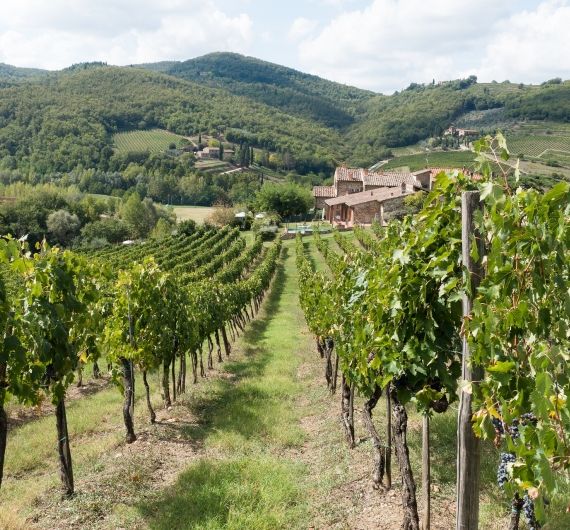 Van goede wijnen genieten in het glooiende Chianti