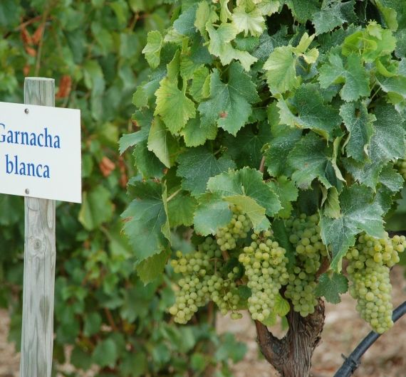 Spaanse wijnen moet je proeven tijdens je Spanje rondreis