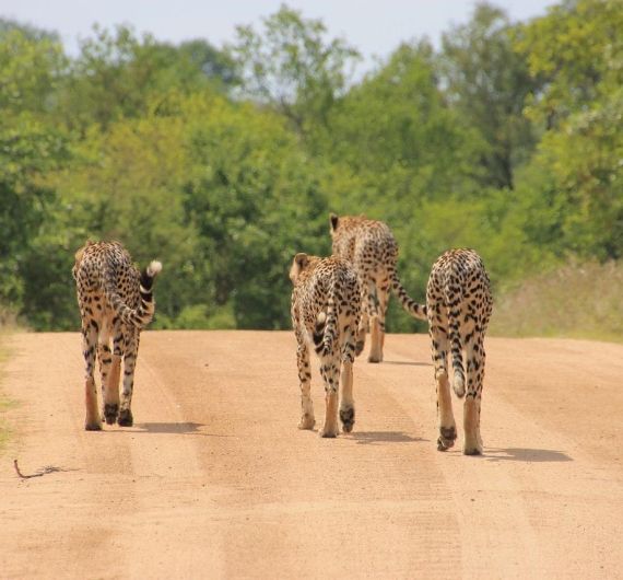 In het Kruger National Park ga je veel wild spotten