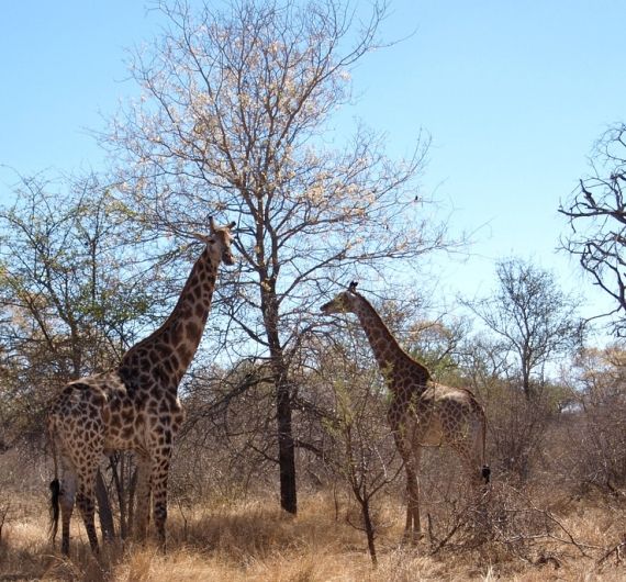 Het hoogtepunt van je Zuid Afrika highlight rondreis is je bezoek aan Kruger