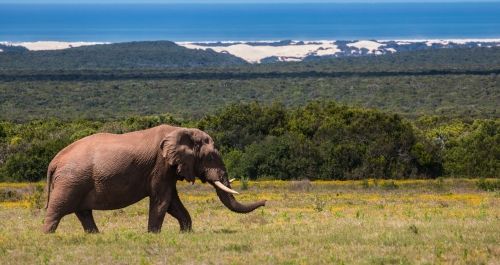 De olifant ga je veel zien in Zuid-Afrika
