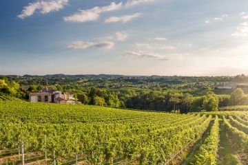 Lokale wijnen proeven bij Tenuta Sant'Eufemia