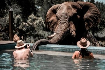 Het wild komt tot korte afstand bij je in het zwembad in Honeyguide Mantobeni