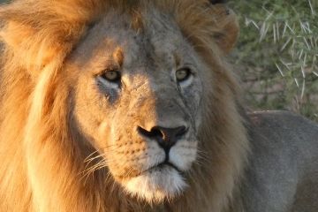 De leeuw is een van de highlights van Zuid-Afrika